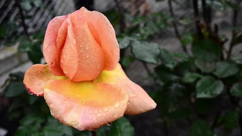 Rose bud with raindrops Stock Footage 142329259
