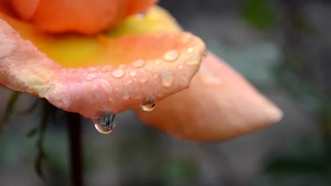 Rose bud with raindrops Stock Footage 142329550