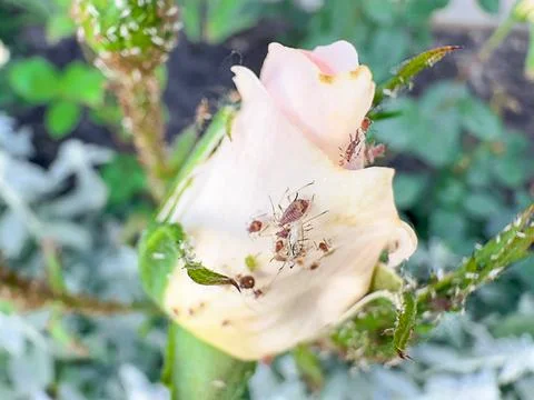 Rose Bud Rosa Hybrida Infested By Rose Aphids Macrosiphum Rosae Feeding On .. Stock Photos