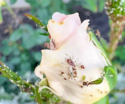 Rose Bud Rosa Hybrida Infested By Rose Aphids Macrosiphum Rosae Feeding On .. 스톡 사진