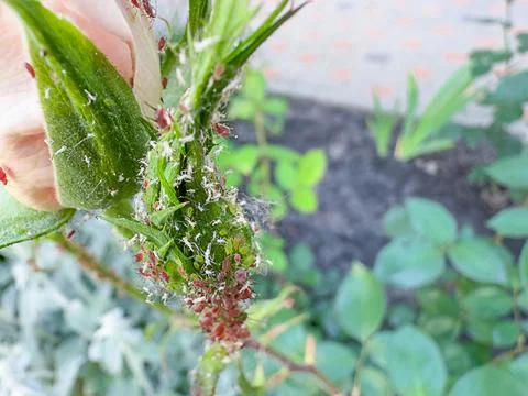 Rose Bud Rosa Hybrida Infested By Rose Aphids Macrosiphum Rosae On Stem And.. Stock Photos