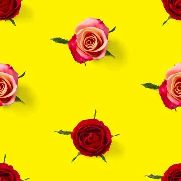 Rose bud seamless pattern. head of rose bloom isolated on yellow pattern, pop Stock Photos
