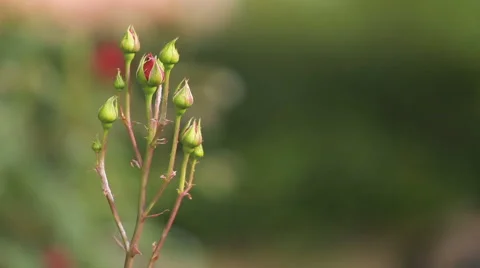 Rose bud with shallow dept of field Stock Footage 64916961