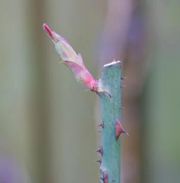 Rose bud in springtime Stock Photos