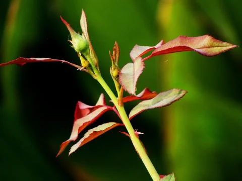 Rose Bud with Stem 写真素材
