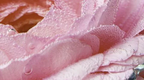 Rose bud underwater covered by tiny air bubbles, macro view. Stock footage Stock Photos