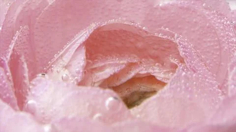 Rose bud underwater covered by tiny air bubbles, macro view. Stock footage Stock Photos