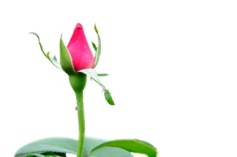 Rose Bud on White Stock Photos