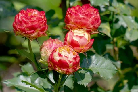 Rose budding growing in garden setting Stock Photos