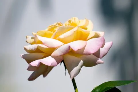 Rose budding growing in garden setting Stock Photos