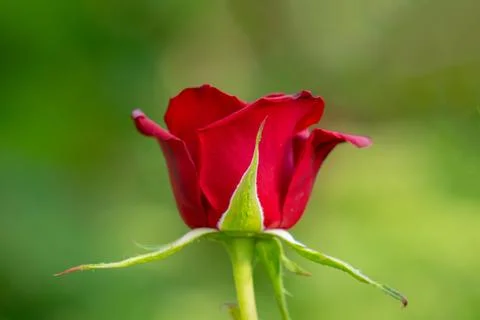 Rose budding growing in garden setting Stock Photos