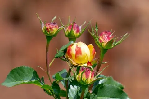 Rose budding growing in garden setting Stock Photos