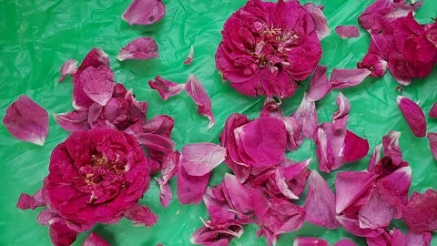 Rose buds and petals fall onto the green plastic Stock Footage 312105102