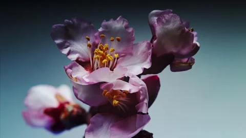 Rose buds bloom on a sprig of almonds. Funny yellow stamens move. Background Video stock 258328491