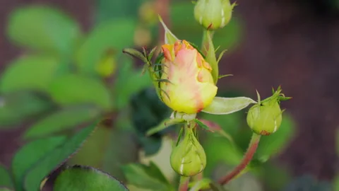 Rose buds on blurred background Stock Footage 161175481
