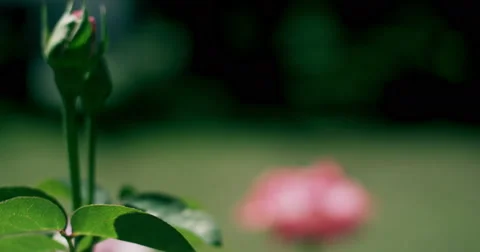 Rose buds in front of a rose 4K Video stock 44748823