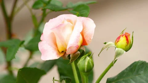 Rose buds in the garden Stock Footage 138080514