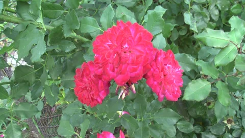 Rose buds in the garden in summer Vidéo 274712876
