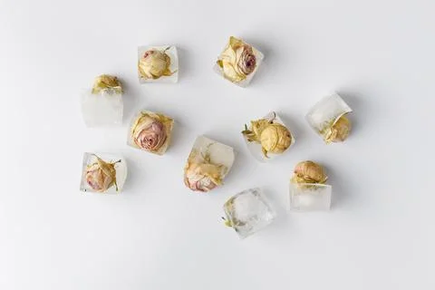 Rose buds in ice cubes on white isolated top view. Stock Photos