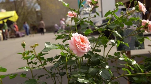Rose with buds on market square. Stock Footage 90384429