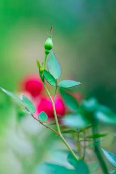 Rose buds 스톡 사진