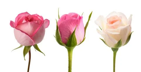 Rose buds Stock Photos