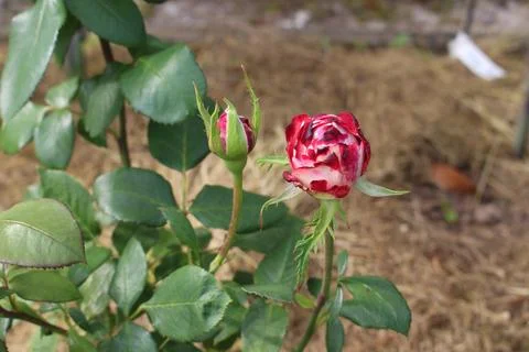 Rose buds with red edging of petals Stock Photos