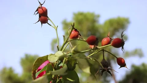 Rose buds swaying in the wind. Video stock 152694228