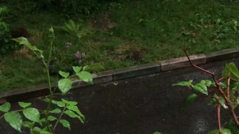 Rose buds under rain in the town Stock Footage 134598843