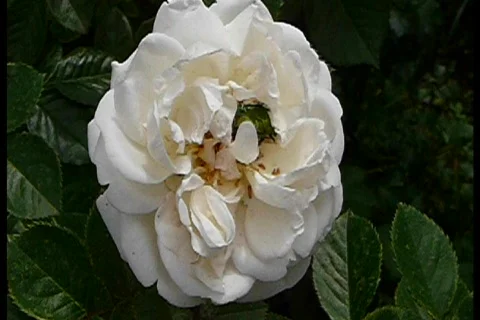 Rose &amp; bug Stock Footage 755417