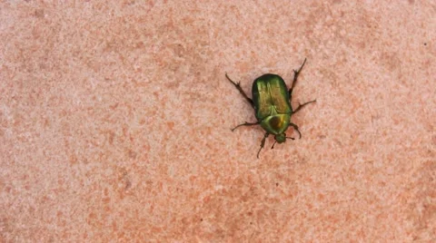 Rose bug Stock Footage 65097697