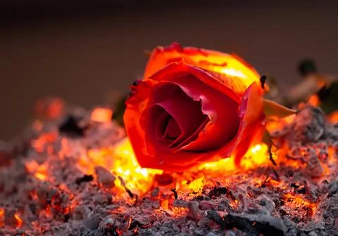 A rose burning on black background Stock Photos