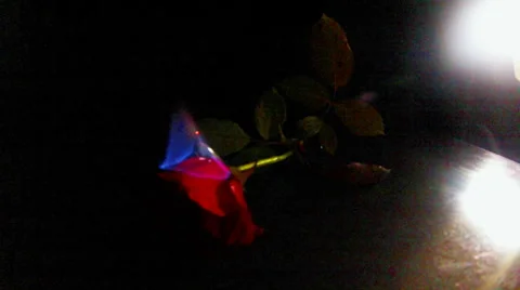 Rose Burning with Blue Flame Dark Background Stock Footage 33647699