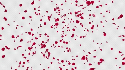 Rose Burst with Alpha Channel Stock Footage 200815565