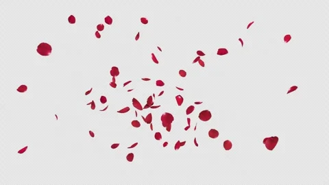 Rose Burst on Alpha Stock Footage 279640041