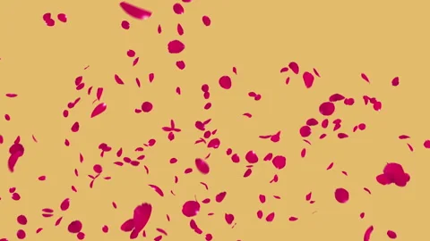 Rose Burst on Pastel Background Stock Footage 250151601