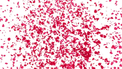 Rose Burst on White Background Stock Footage 197014218