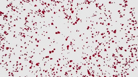 Rose Burst on White Background Stock Footage 201836947