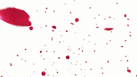 Rose Burst on White Background Stock Footage 251513823