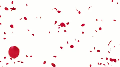 Rose Burst on White Background Stock Footage 255629958