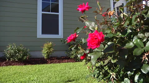 Rose Bush in backyard, handheld Video stock 25995987