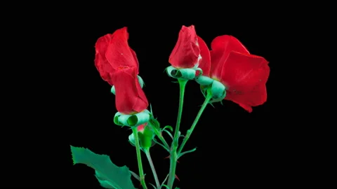 A rose Bush blooms. Side view.Time lapse. Isolated on black background Stock Footage 117420648