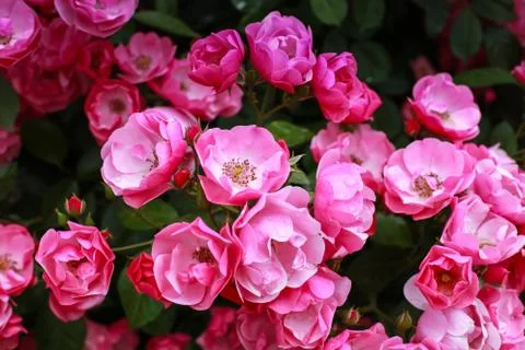 Rose bush close up Stock Photos