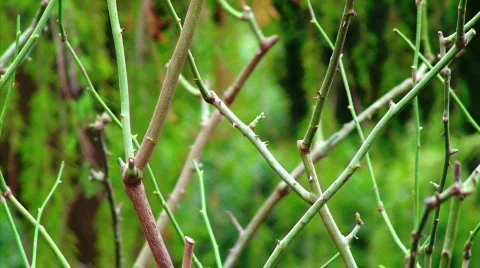 Rose Bush Stock Footage 623473