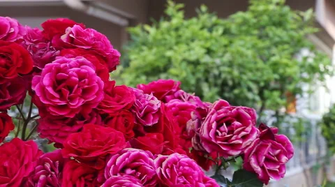 Rose bush Stock Footage 50539040