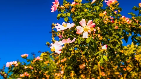 Rose bush Video stock 96214281