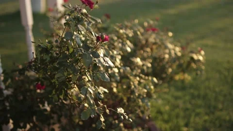 Rose Bush 動画素材 136336363
