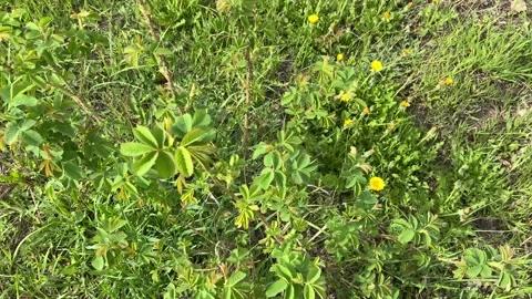 Rose bush Stock Footage 153976692