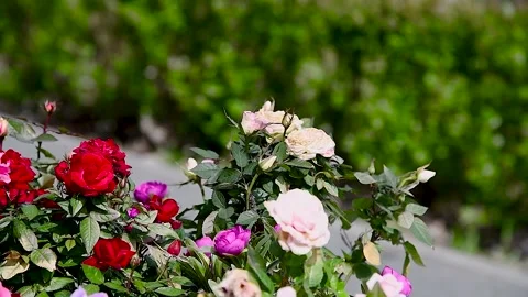 Rose on the bush Stock Footage 254908622