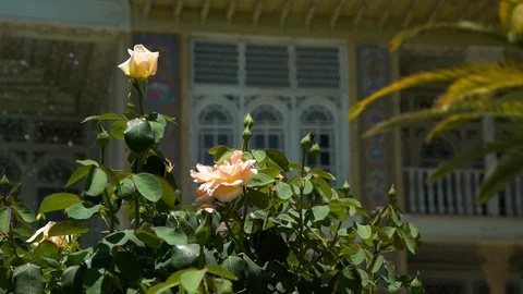 A rose bush in front of a mosaic building with arched white windows Stock Footage 100843247